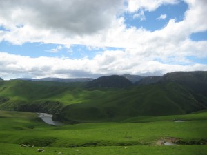 New Zealand Countryside