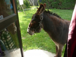 Kaikoura Donkey