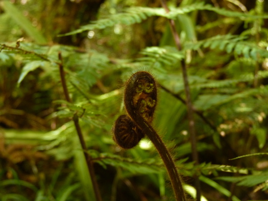 New Zealand Silver Fern Koru New Zealand Silver Fern Koru
