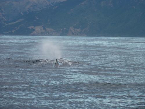 Exhaling and spraying water Exhaling and spraying water
