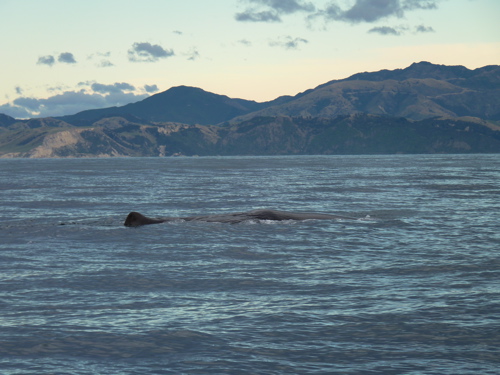 Sperm Whale Sperm Whale