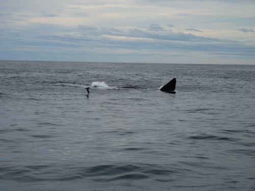 Surface Feeding: More Unusual Behavior Surface Feeding: More Unusual Behavior