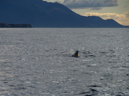 Sperm Whale Resting on the Surface Sperm Whale Resting on the Surface