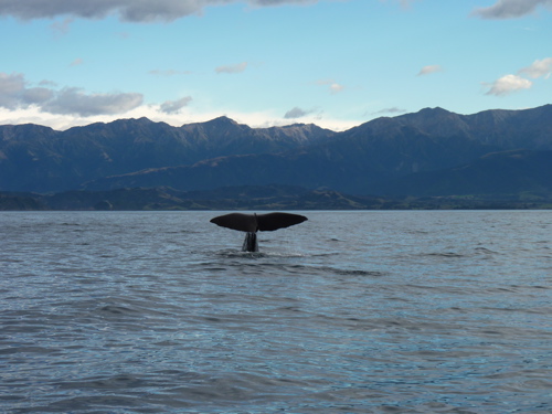 Sperm Whale Diving Sperm Whale Diving