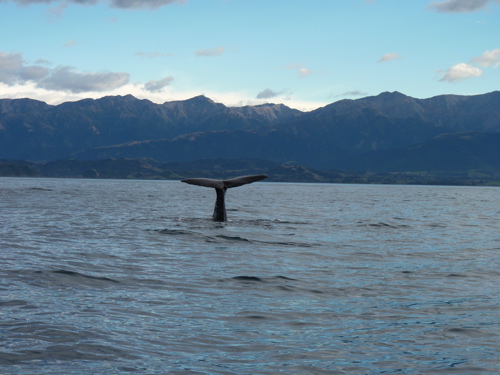 Sperm Whale Diving Sperm Whale Diving