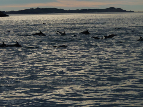 Dusky Dolphins Dusky Dolphins in Kaikoura New Zealand