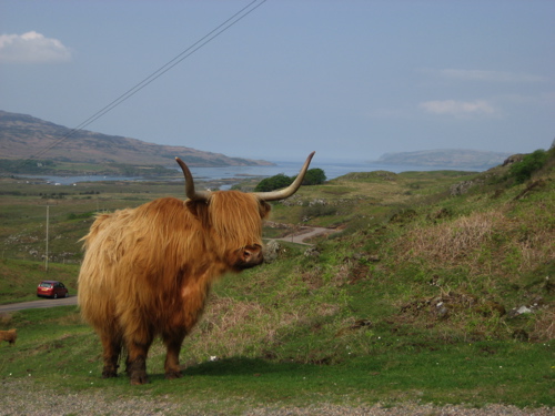 Highland Cow, Scotland Highland Cow, Scotland