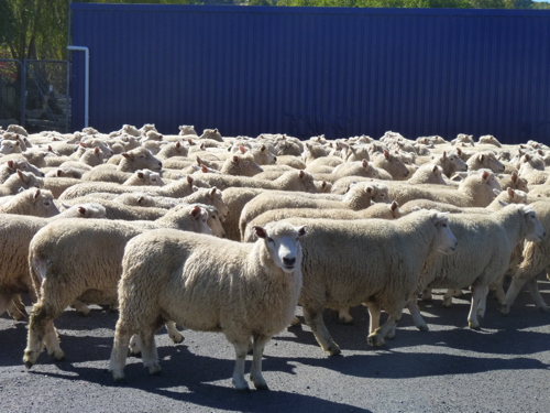 Sheep in Te Kuiti Sheep in Te Kuiti