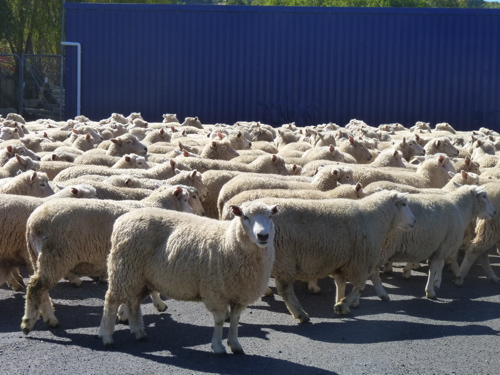 Sheep in Te Kuiti