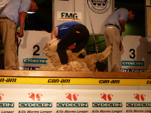 Sheep Being Sheared Sheep Being Sheared