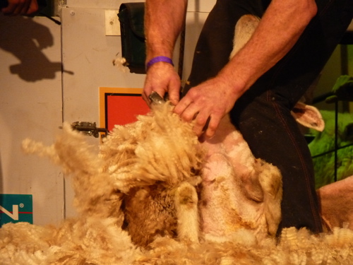 Sheep Shearing Sheep Shearing