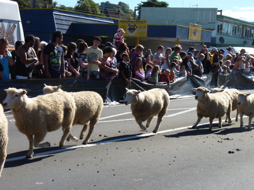 Running Sheep Running Sheep