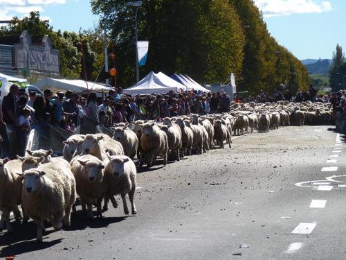 Running of the Sheep Running of the Sheep