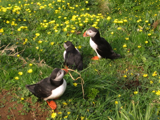Puffins: Close Up - Isle of Staffa, Scotland Puffins: Close Up - Isle of Staffa, Scotland