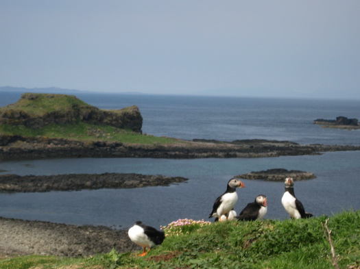 Puffins on the Isle of Staffa Puffins on the Isle of Staffa