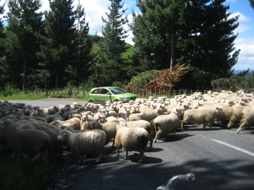 New Zealand Traffic Jam New Zealand Traffic Jam