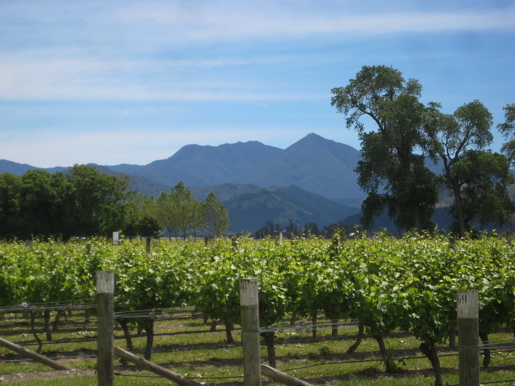 Marlborough Vineyards Marlborough Vineyards