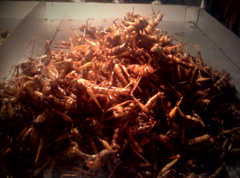 Crickets Crickets