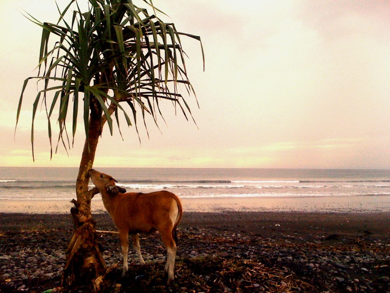 Cow on Medewi Beach