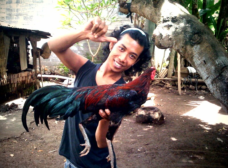 Pulu and my 75,000 Rupiah Rooster Pulu and my 75,000 Rupiah Rooster