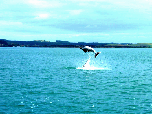 Dolphin in the Bay of Islands, New Zealand Dolphin in the Bay of Islands, New Zealand