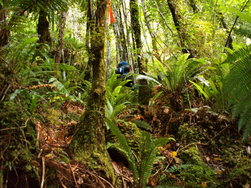 Bush Bashing Bush Bashing