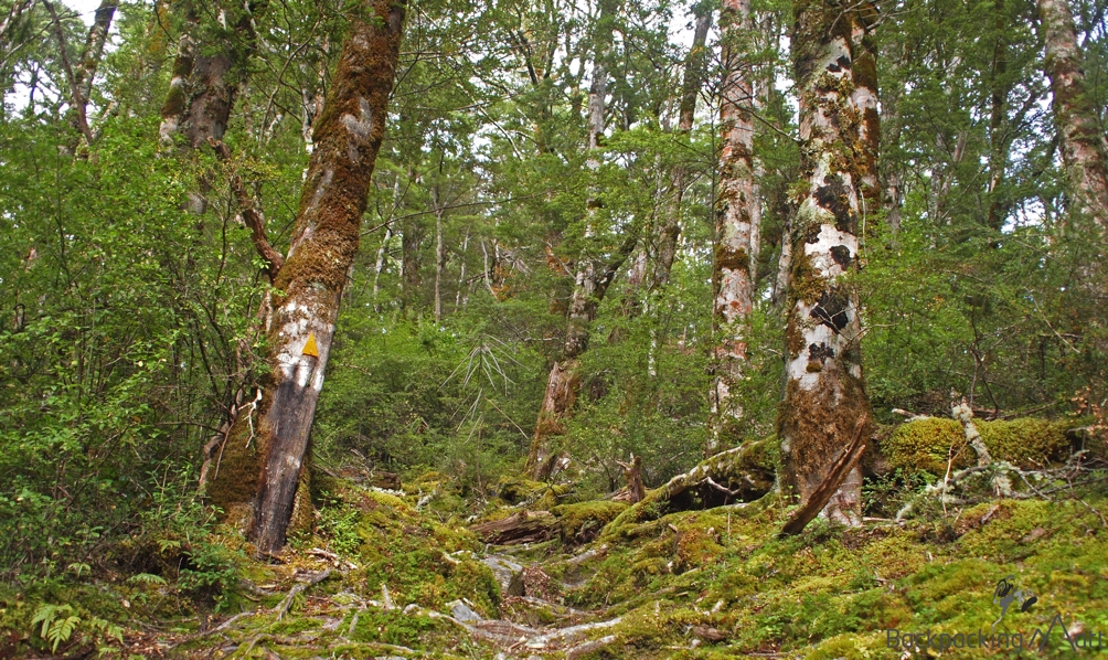 Climbing through native beech.